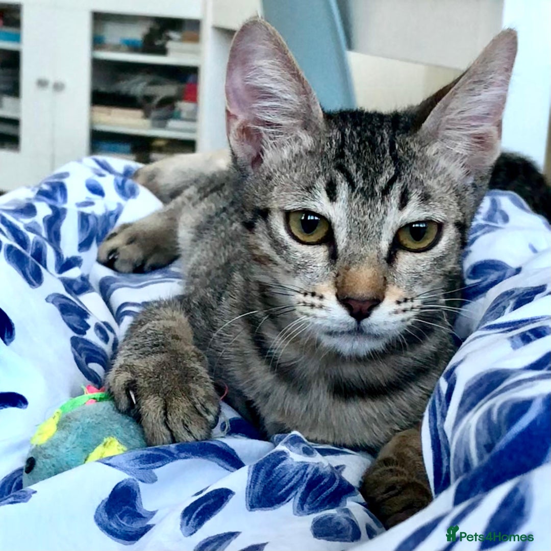 Mixed Breed cats for adoption: JAJA - HEALTHY - BALL OF FUN-INTELLIGENT-NEUTERED  - Image 1