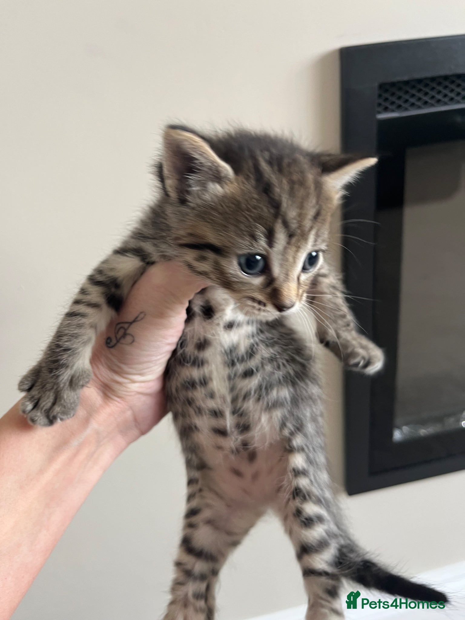 Mixed Breed cats 2 female tabby kittens left £250 each - Advert 1