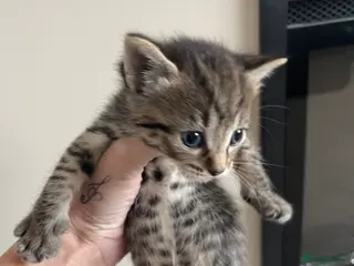 Mixed Breed cats 2 female tabby kittens left £250 each - Advert 1