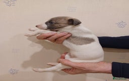 Whippet dogs for sale: Beautiful KC Reg Whippet Puppies - Advert 17