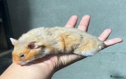 Hamster rodents for sale: STUNNING, TAME, PEDIGREE BABY SYRIAN HAMSTER - Image 6