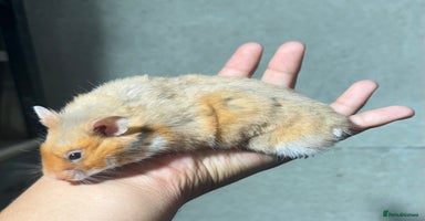 Hamster rodents - Advert 3