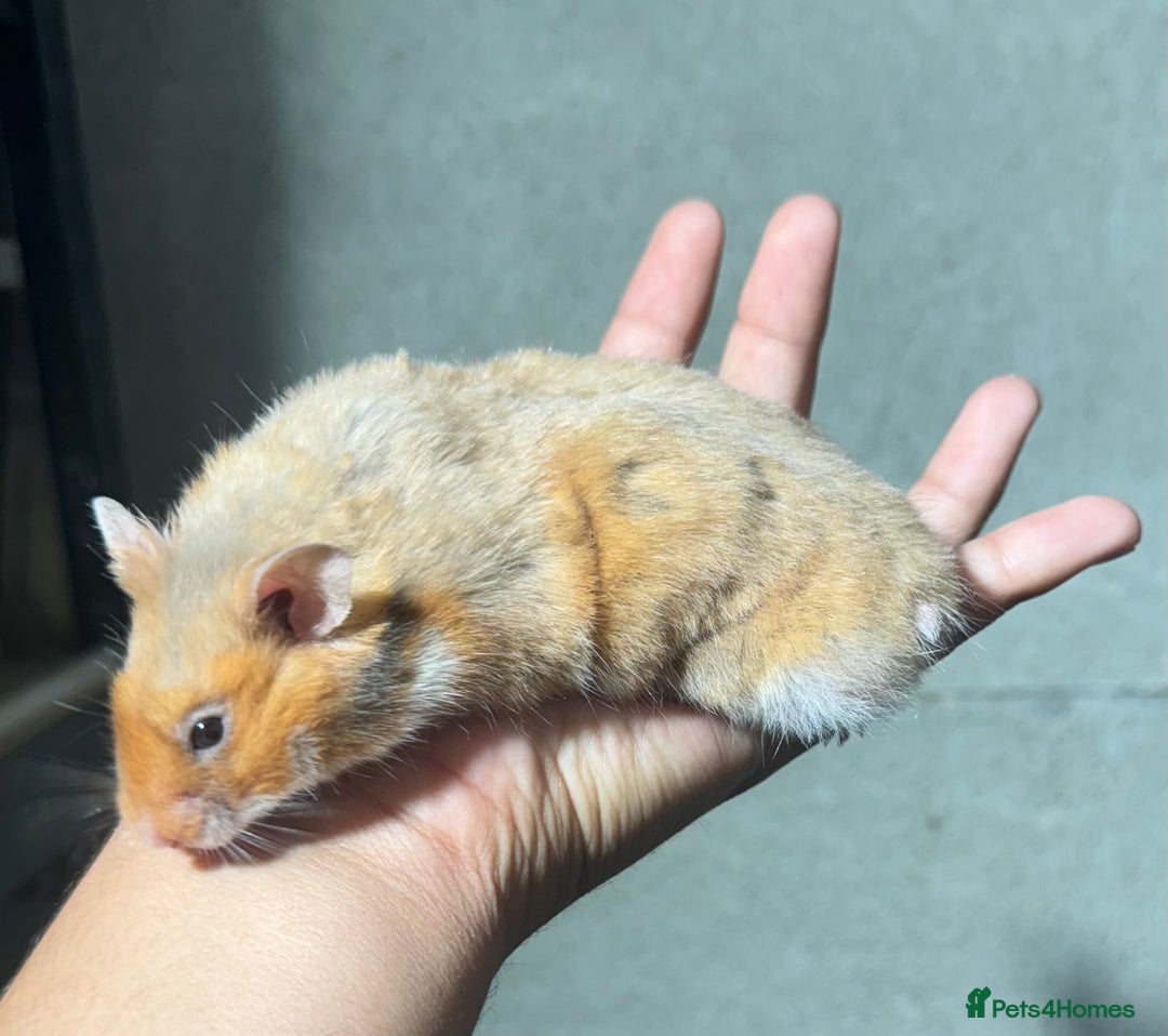 Hamster rodents for sale: STUNNING, TAME, PEDIGREE BABY SYRIAN HAMSTER - Image 6