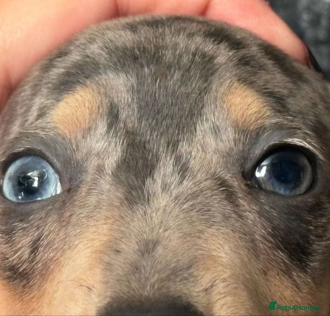 Dachshund dogs for sale: Beautiful boy remi - Advert 2