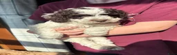 Cockapoo dogs for sale: Beautiful cockerpoos in Chichester - Advert 4