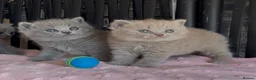 British Shorthair cats for sale: Beautiful Pedigree BSH kittens for sale  - Advert 8