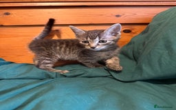 Mixed Breed cats for sale: 5 beautiful European short hair calico tabby’s  - Image 13