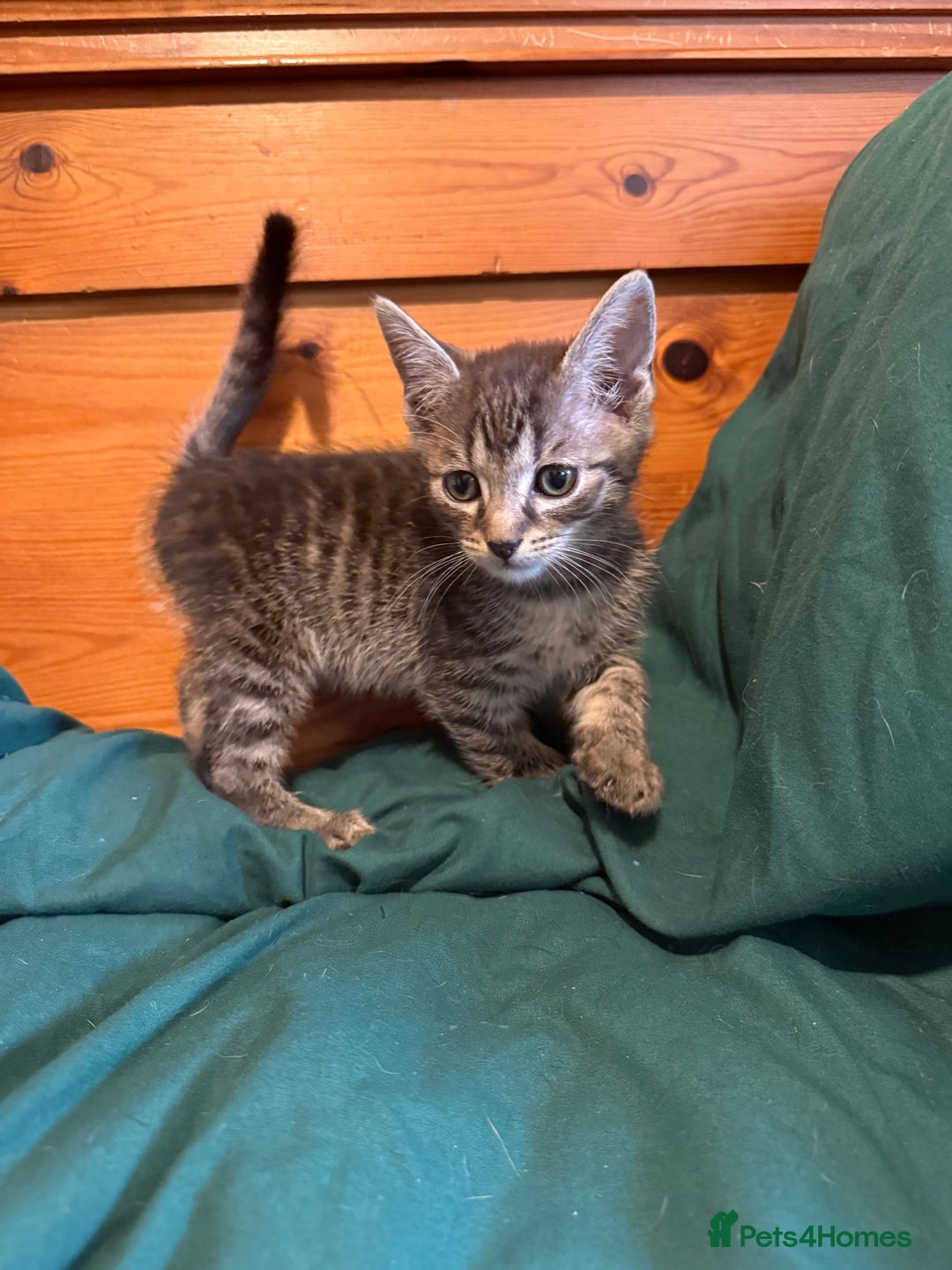 Mixed Breed cats for sale: 5 beautiful European short hair calico tabby’s  - Image 13