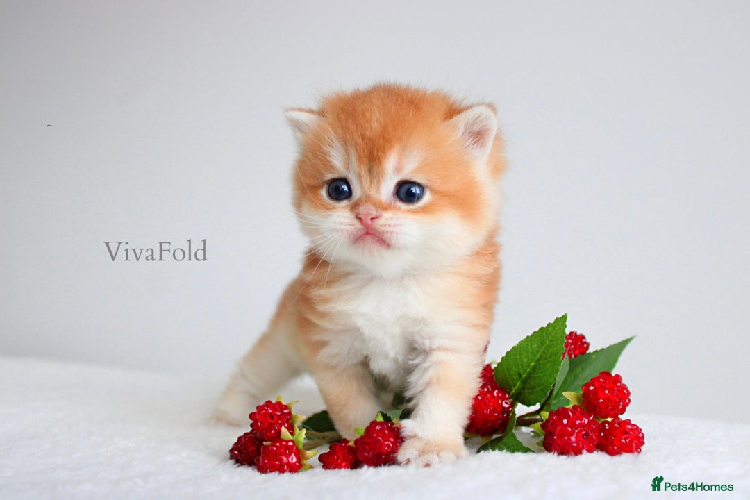 British Shorthair cats for sale: ✨Luxurious Premium Kittens ✨ - Advert 4