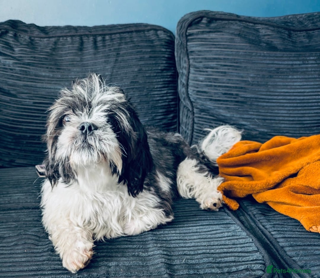 Shih Tzu dogs for sale: Beautiful Shih Tzus - Image 9