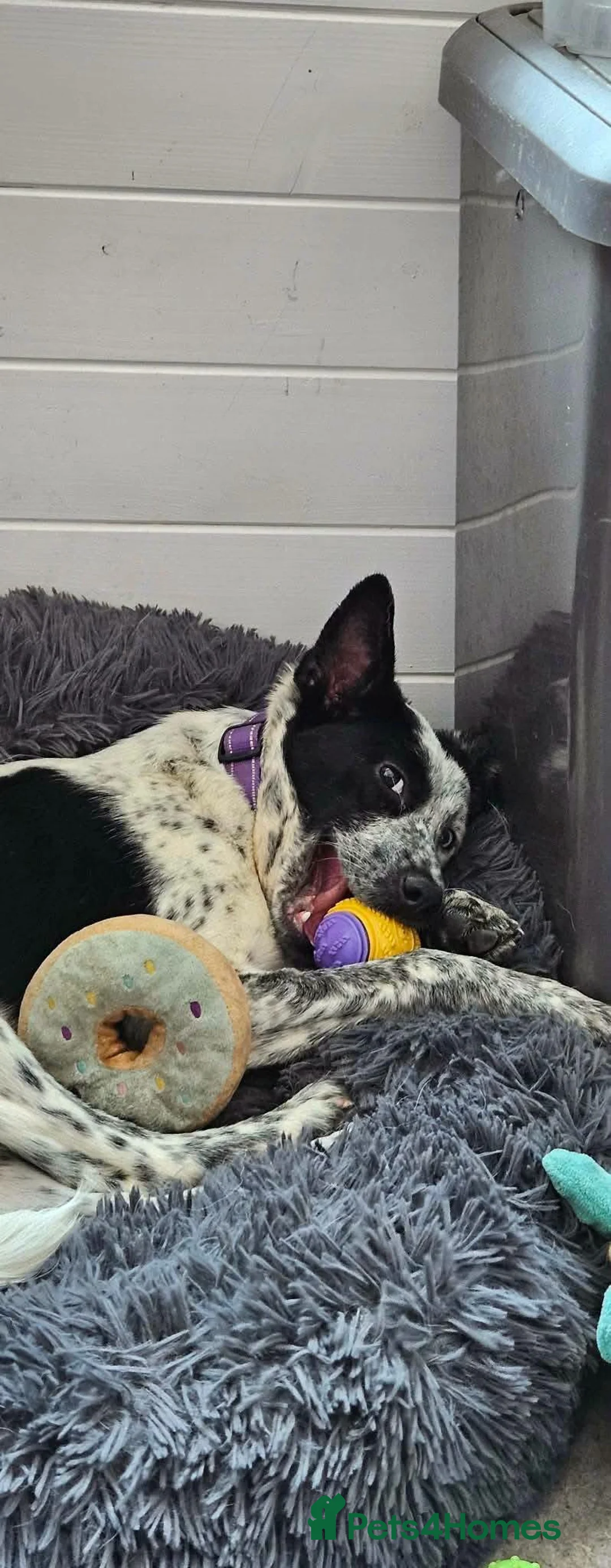 Mixed Breed dogs for adoption: Quirky Catra - Advert 2
