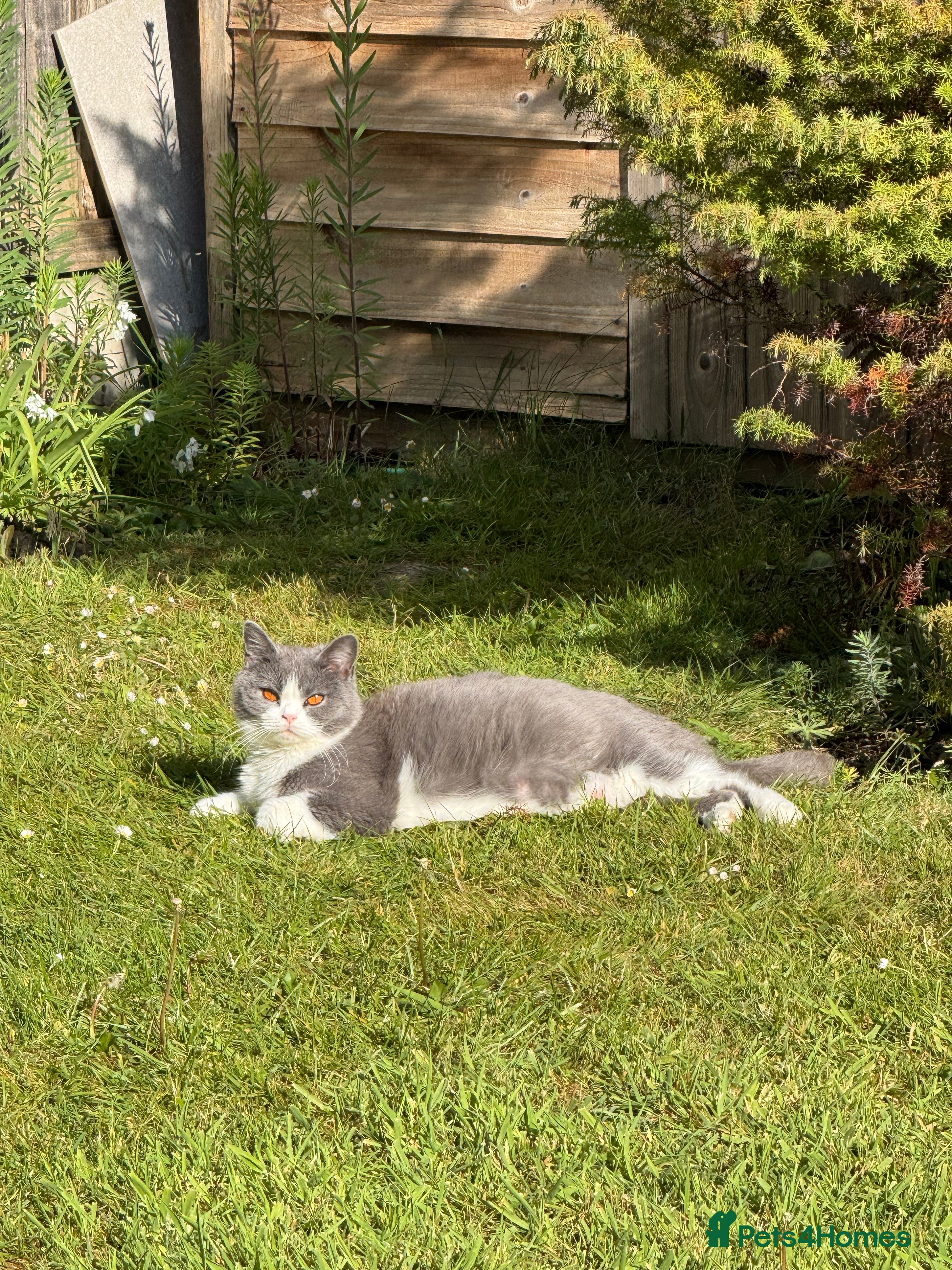 British Shorthair cats Stunning BritishShorthair Beautiful Fluffy Kittens - Advert 2