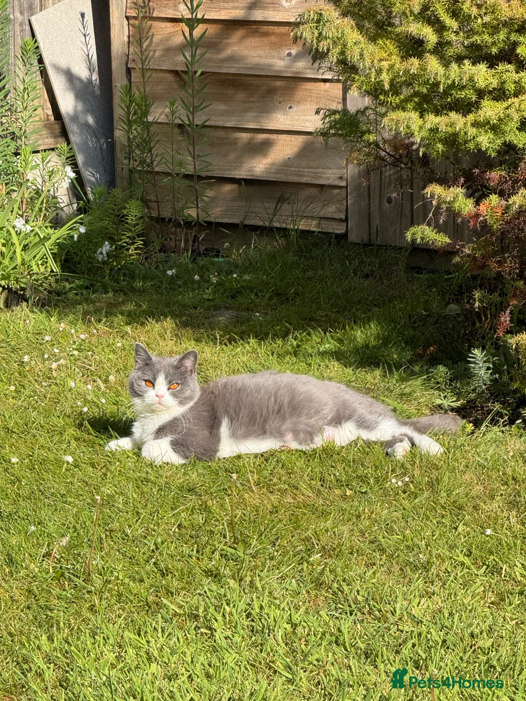 British Shorthair cats for sale: Stunning BritishShorthair Beautiful Fluffy Kittens in Maidstone - Advert 2