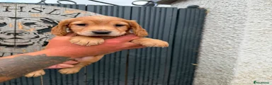 Cocker Spaniel 3