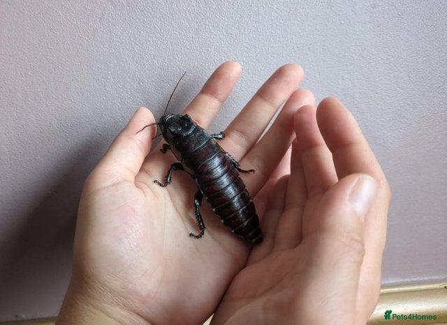 Cockroaches invertebrates for sale: Madagascan Hissing Cockroaches (hissers) - Advert 2