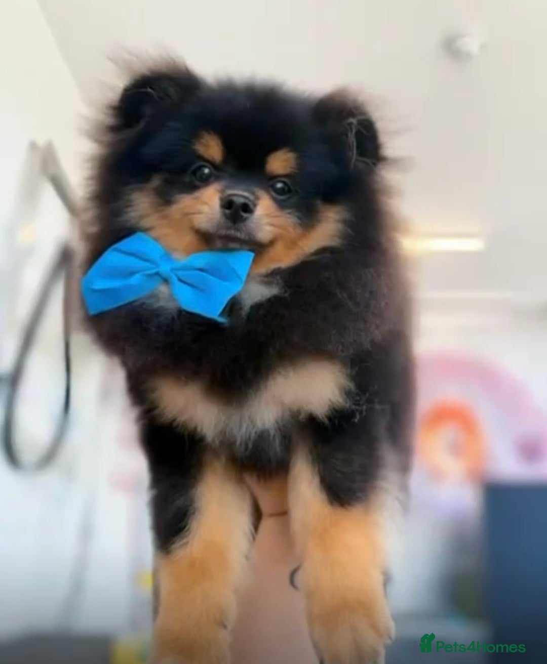 Pomeranian dogs for sale: Beautiful Mini Pomeranian Male - Image 3