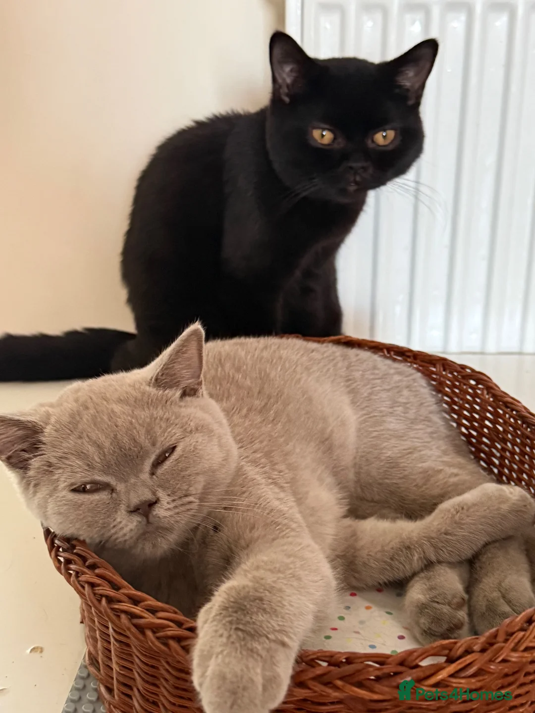 British Shorthair cats for sale: Gccf reg. British Shorthair Lilacs,Black - Advert 1