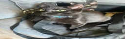 Mixed Breed cats for sale: Two kittens for sale in Hamilton - Advert 2