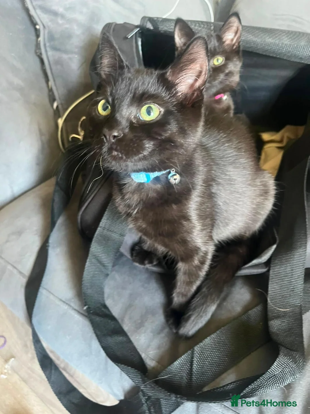 Mixed Breed cats for sale: Two kittens for sale in Hamilton - Advert 2