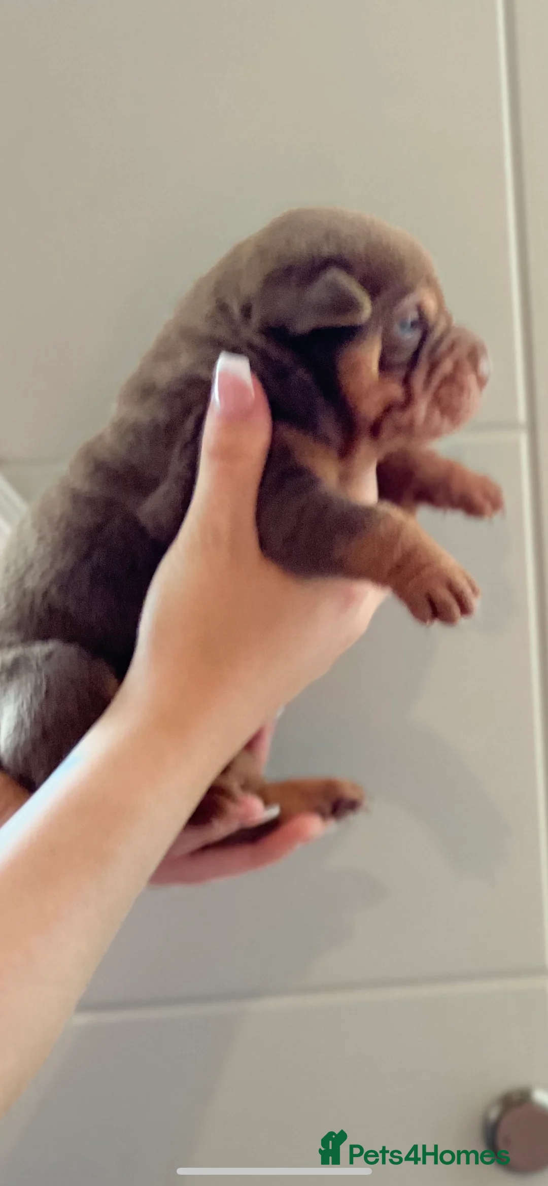 Shar Pei dogs for stud: kc reg health tested bva eye tested  in Sunderland - Advert 15