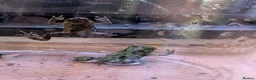 Frog reptiles for sale: Oriental fire-bellied toad - Advert 5
