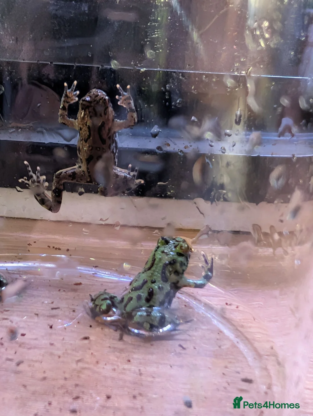 Frog reptiles for sale: Oriental fire-bellied toad - Advert 5