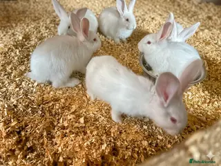 Continental Giant rabbits Continental giants - Advert 1