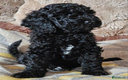 Labradoodle dogs for sale: True Multigen labradoodles  - Image 1