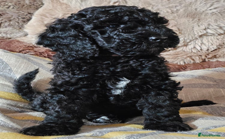 Labradoodle dogs - Advert 4