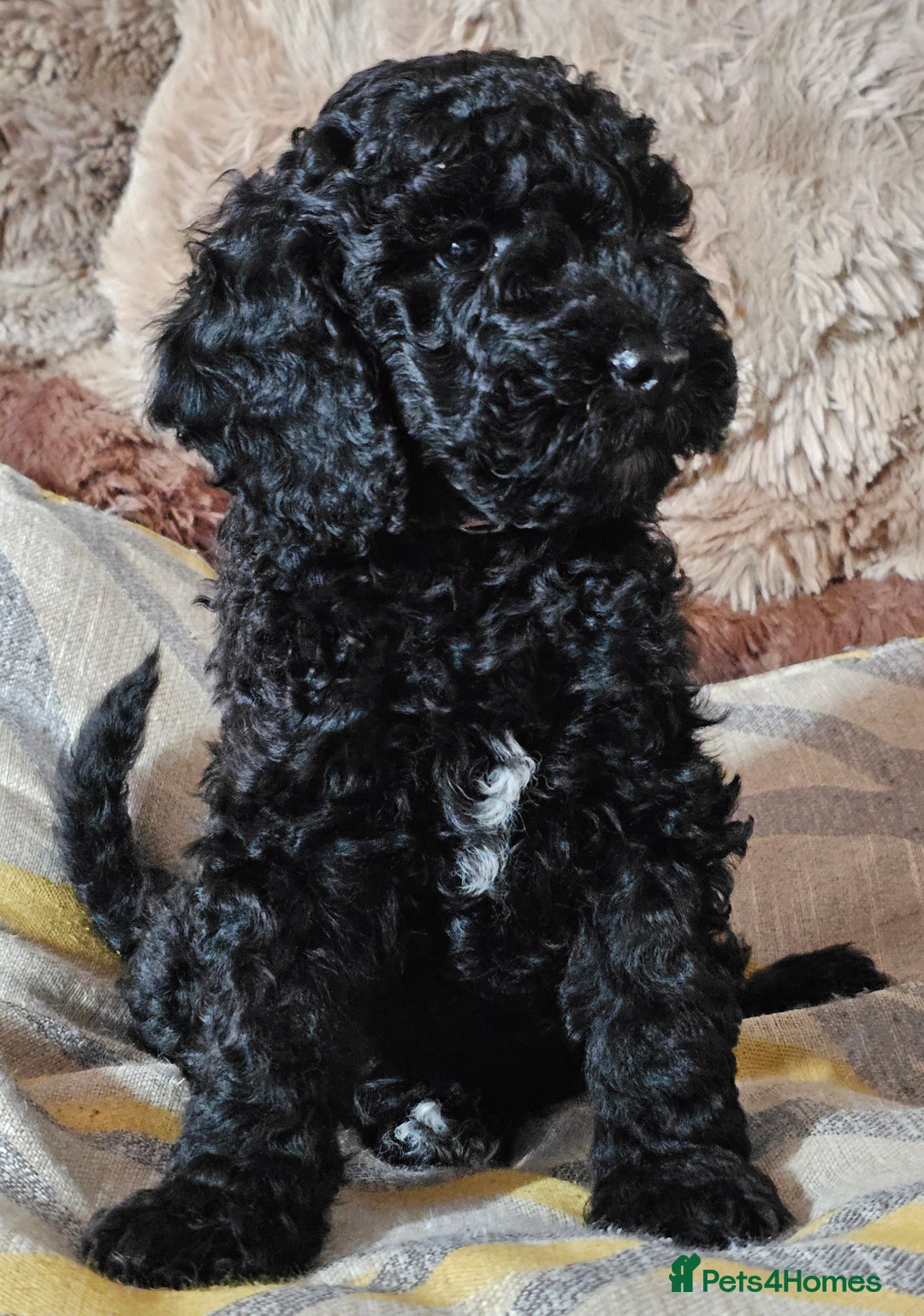 Labradoodle dogs for sale: True Multigen labradoodles  - Image 1