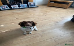 English Springer Spaniel dogs for sale: Springer spaniel  - Image 5