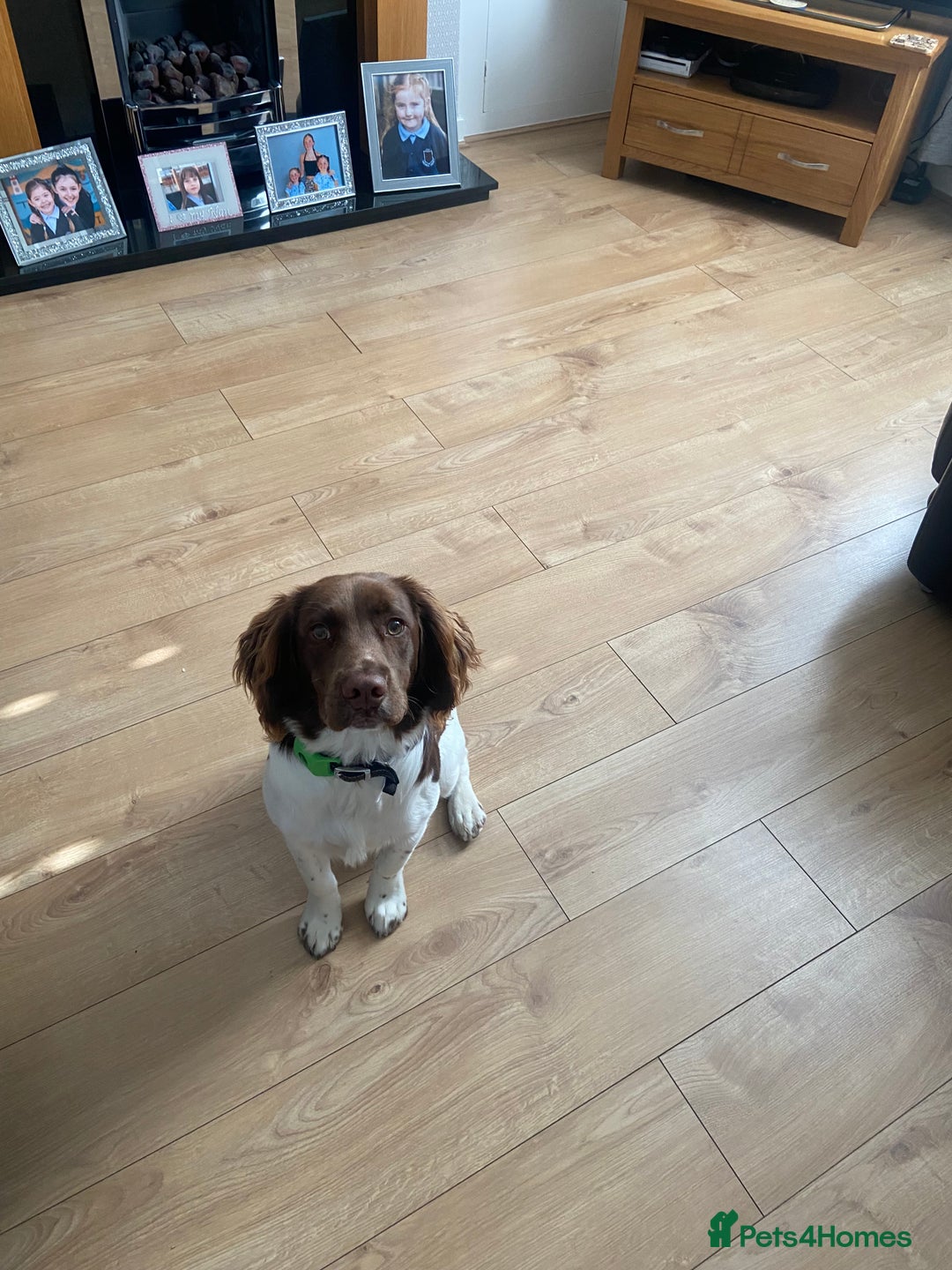 English Springer Spaniel dogs for sale: Springer spaniel  - Image 5