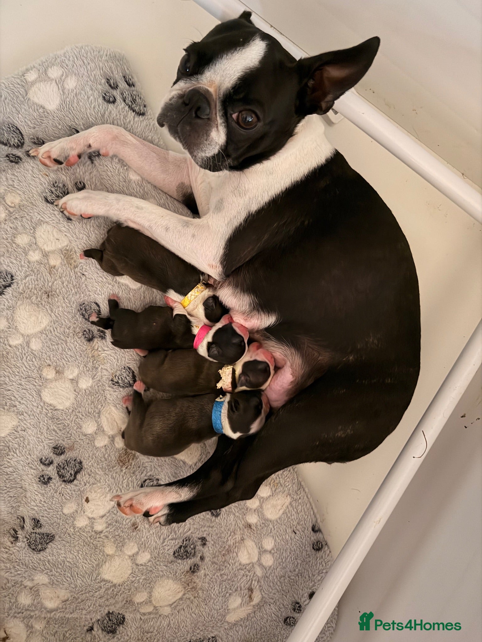 Boston Terrier dogs 🐾KC registered Boston Terrier Puppies 🐾 - Advert 1
