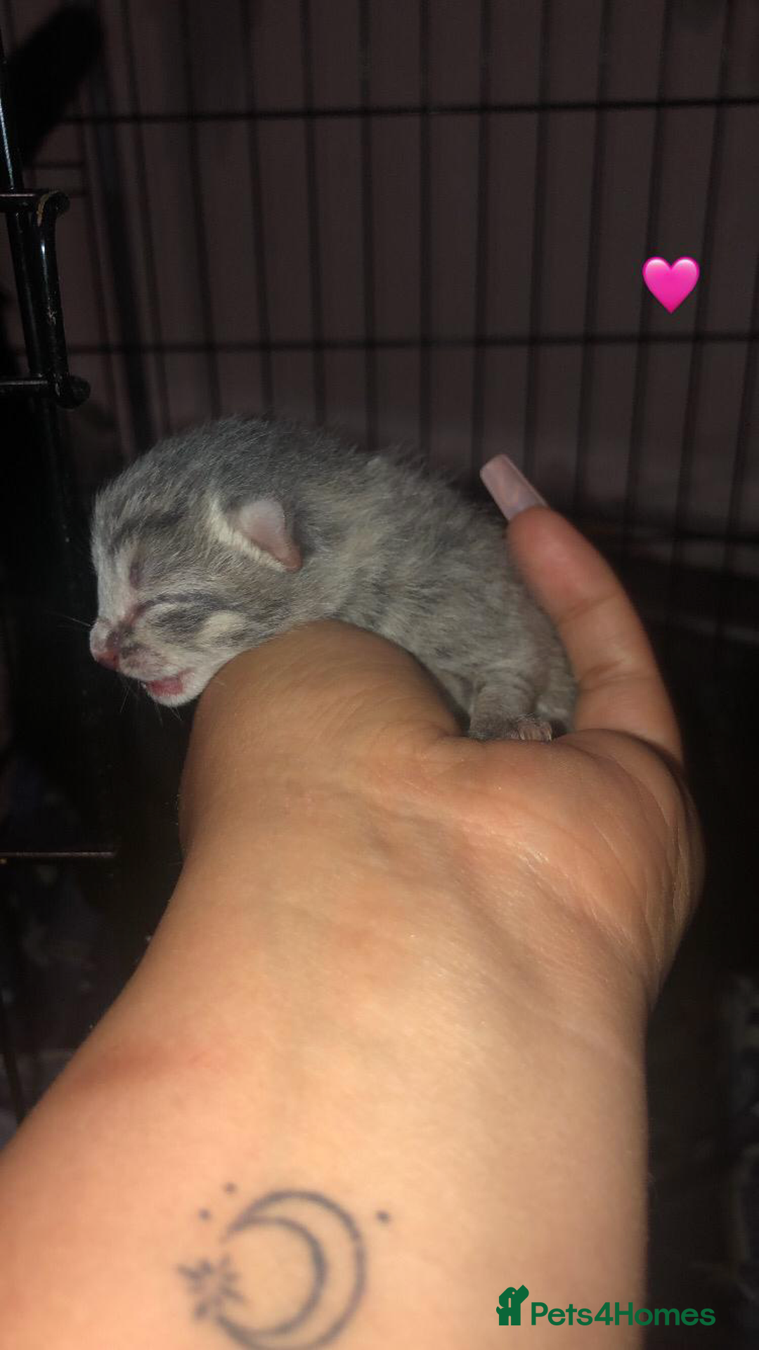 Mixed Breed cats for sale: 7 beautiful Kittens Looking for Forever homes - Image 2