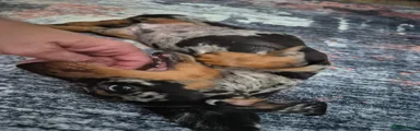 Miniature Dachshund 1