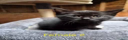 Mixed Breed cats for sale: Bengal Cross Kittens - Advert 7