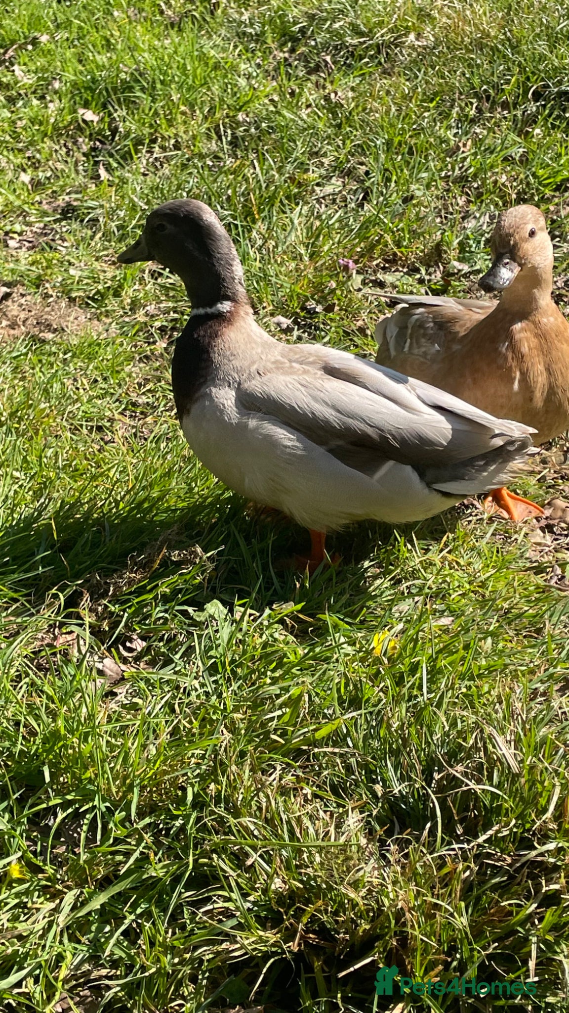 Ducks poultry Call ducks - Advert 2