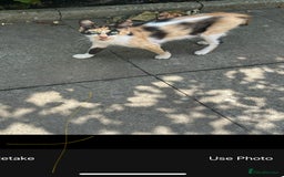 Mixed Breed cats for sale: Kittens for sale please read description  - Image 7