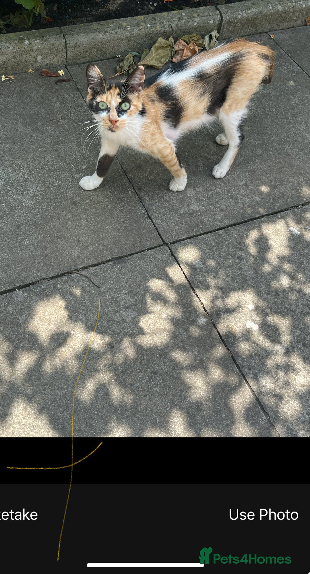 Mixed Breed cats for sale: Kittens for sale please read description  - Image 7