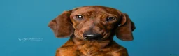 Miniature Dachshund dogs for sale: Beautiful pedigree KC miniature dachshund puppies  - Advert 17