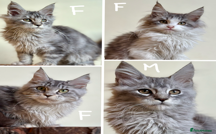 Maine Coon cats - Advert 1