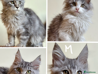 Maine Coon cats - Advert 1