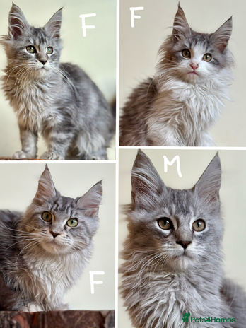 Maine Coon cats - Advert 1
