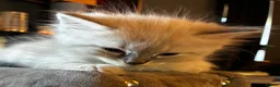 Mixed Breed cats for sale: READY NOW 🏠🐱5 Beauitiful Ragdoll/Bengal kittens  - Advert 30