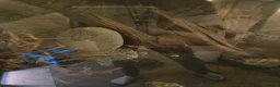 Pufferfish fish for sale: Fahaka puffer and tank - Advert 5