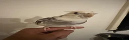 Cockatiels birds for sale: 1 year cockatiel - Advert 1