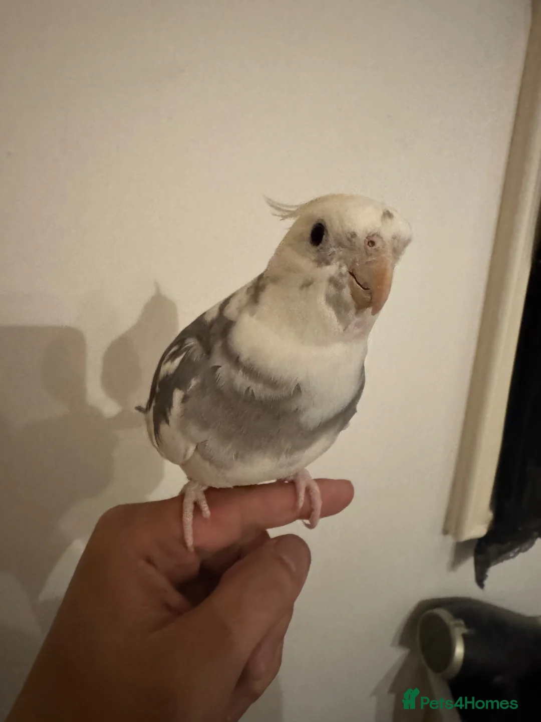 Cockatiels birds for sale: 1 year cockatiel - Advert 1