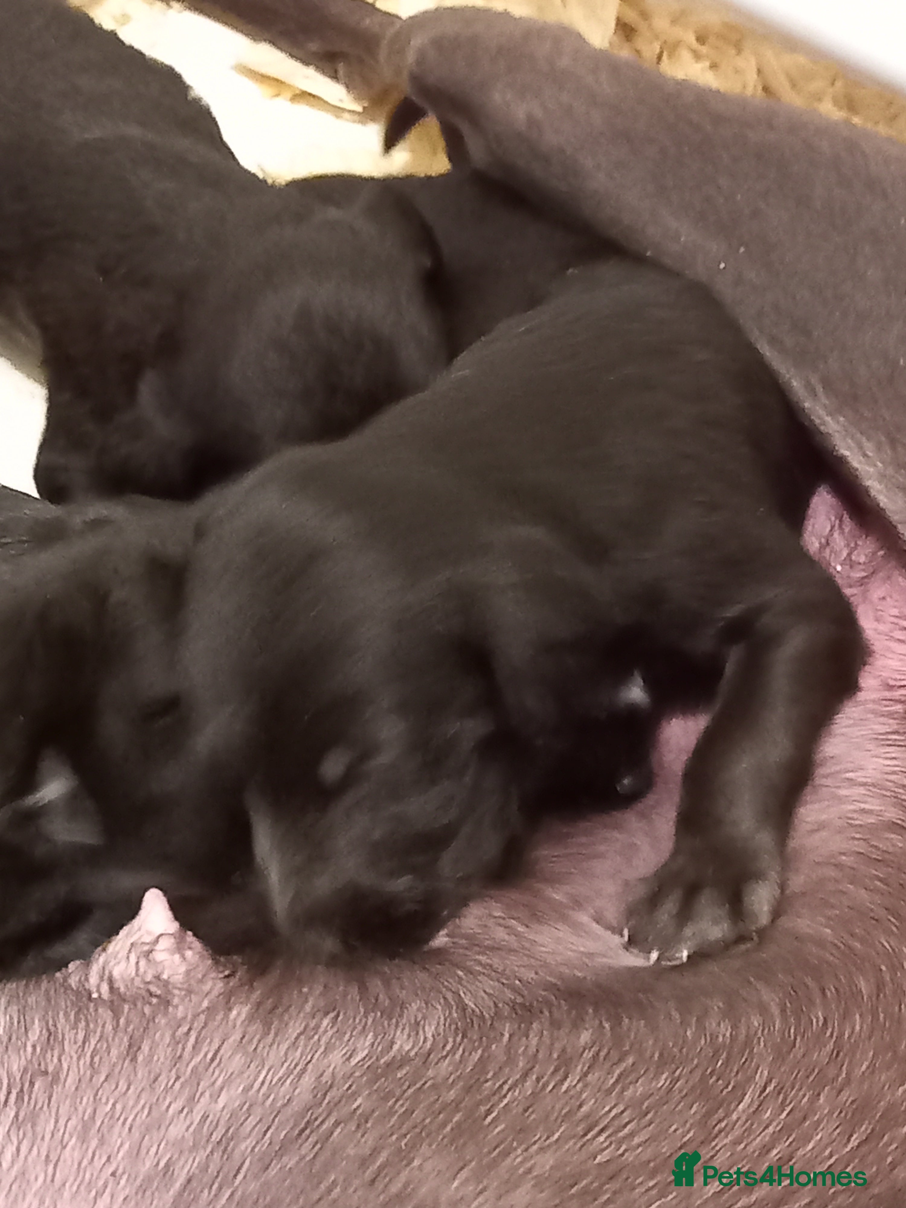 Mixed Breed dogs Bedlington x Whippets - Advert 2