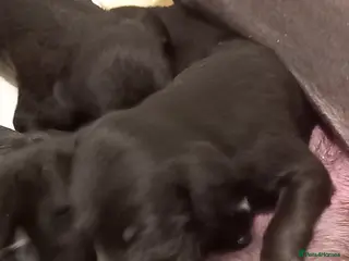 Mixed Breed dogs Bedlington x Whippets - Advert 15