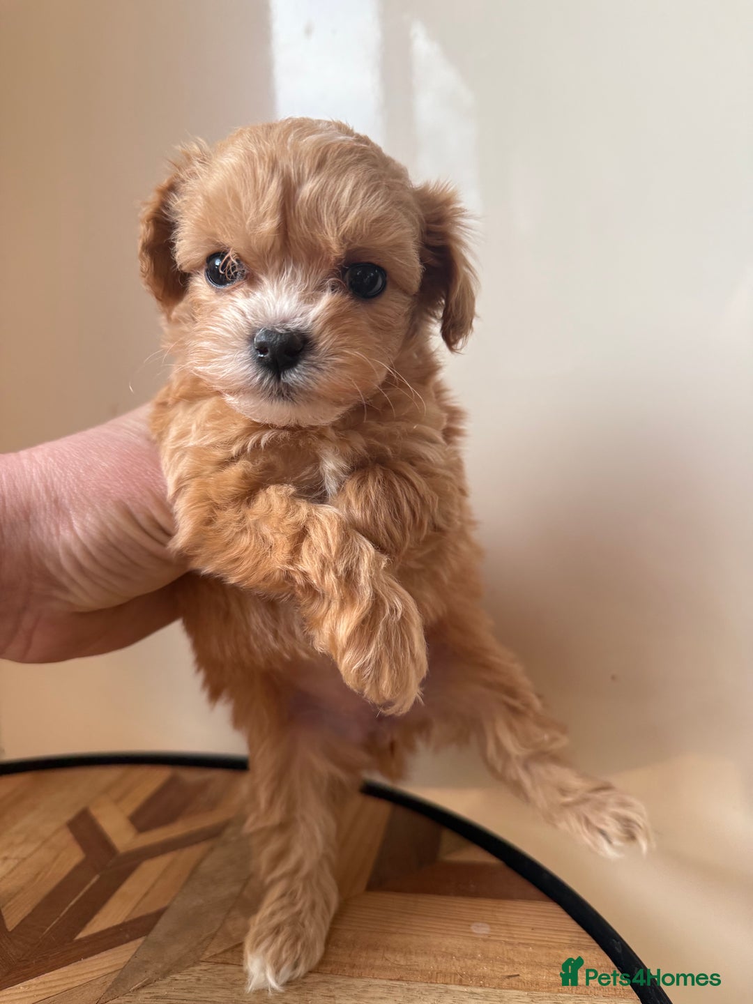 Maltipoo dogs for sale: 🧸 Incredible Teddy Bear TINY F1 Asian Maltipoo 🧸 - Advert 2